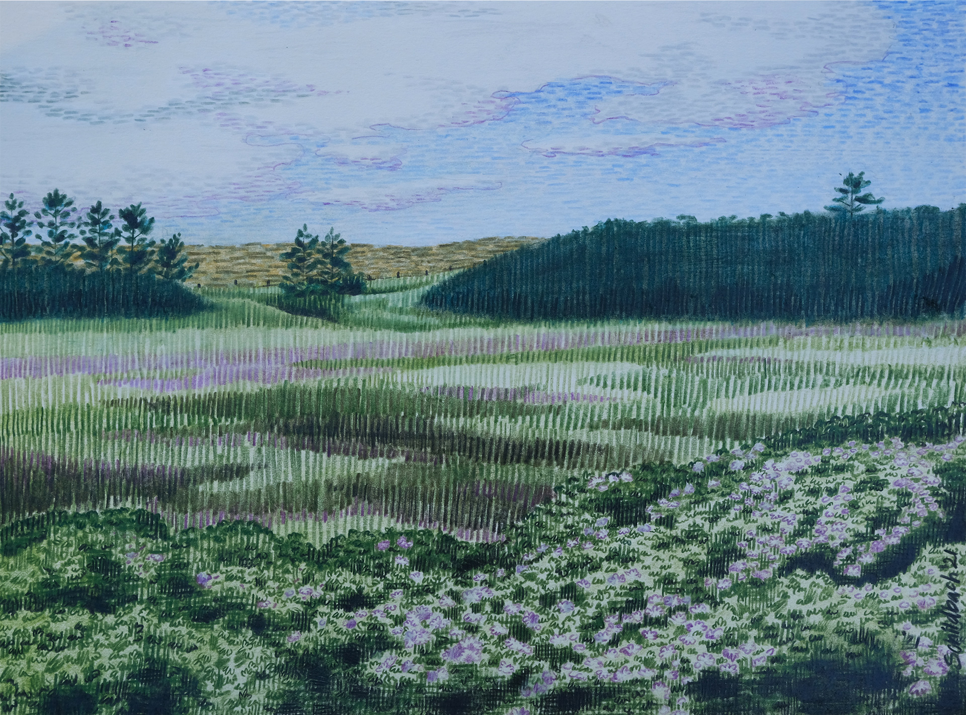 Dungeness Meadow, Dungeness Spit, WA