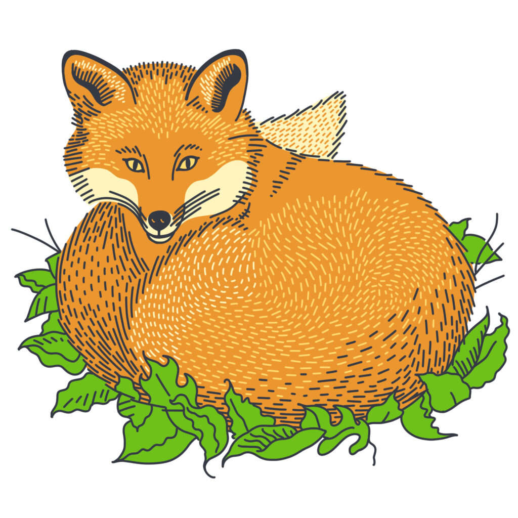 Illustrated red fox, illustrator, Stephen Schildbach